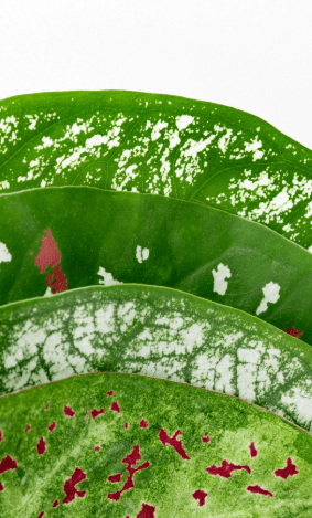 imagen_2025-08-04_211802535-min